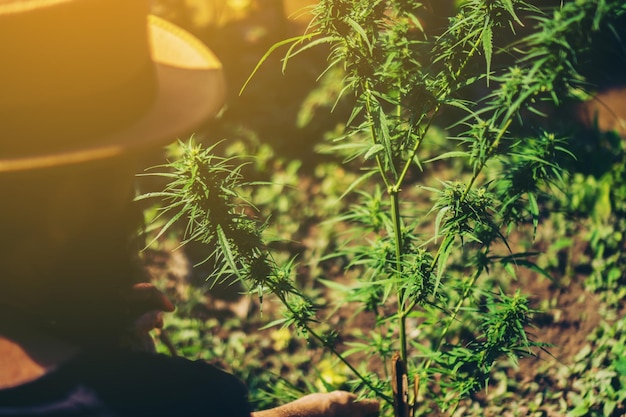 Photo hand of farmer checking marijuana be happy