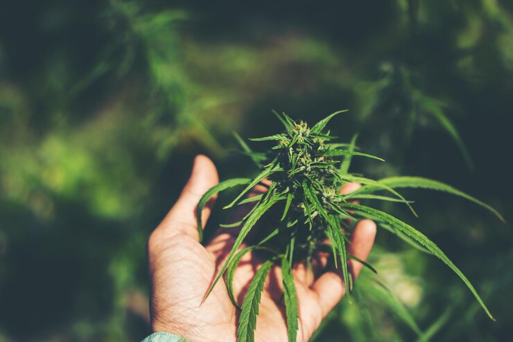 Photo hand of farmer holding cannabis at farm