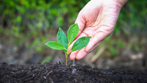 Photo hand of a farmer nurturing a young green plant with natural green