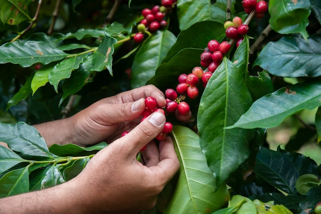 Hand farmer picking coffee bean in coffee process