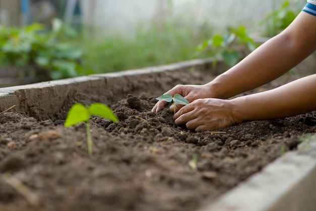 Hand of farmer planting seedling of vegetable on soil