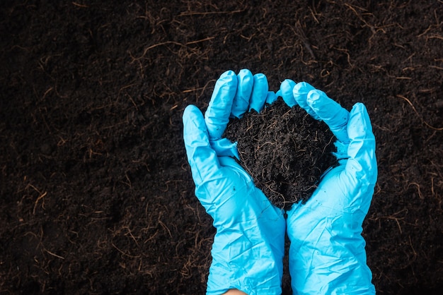 農民や研究者の女性の手は、肥沃な黒い土を豊富に持った手袋を着用します