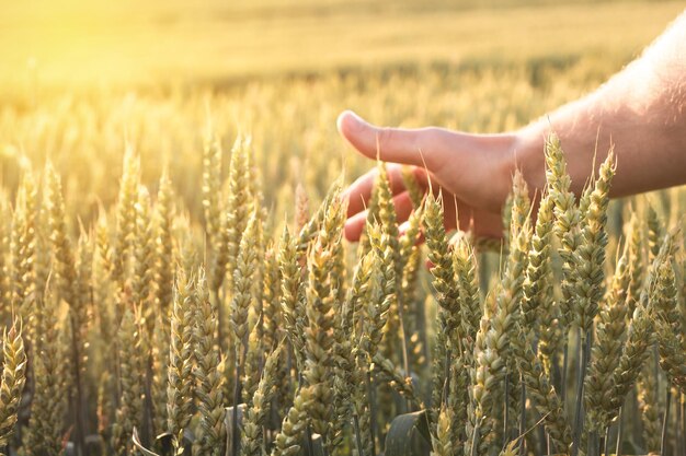 Hand of a farmer touching ripening wheat ears in early summer