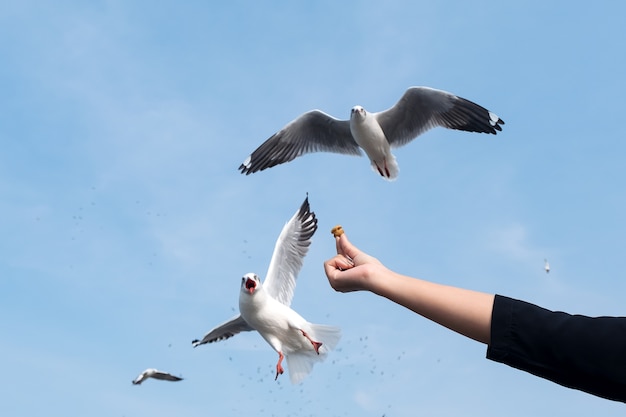 Hand feeding food to seagulls on sky 