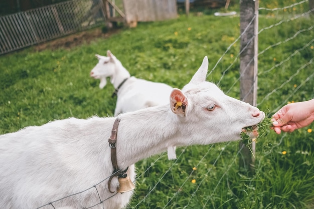 Hand feeding goat