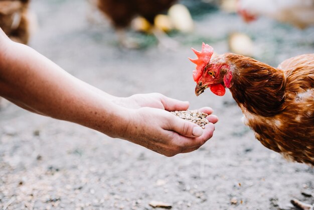 Hand feeding grains to chicken in the farm