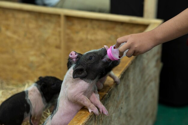 병에 우유를 먹이는 새끼 돼지에게 손을 먹이기