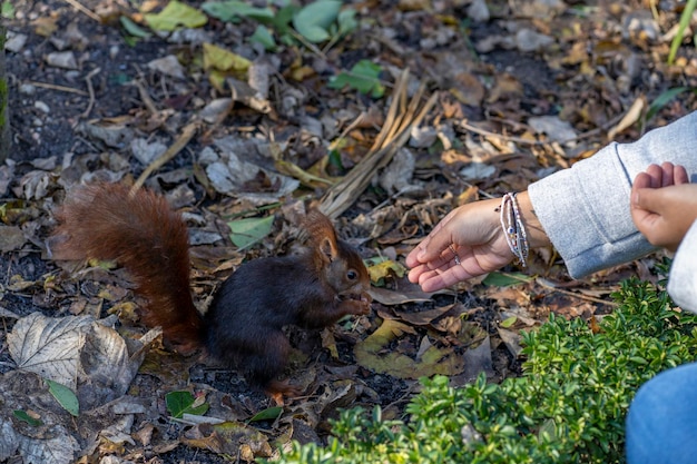 写真 手で餌をやるリス