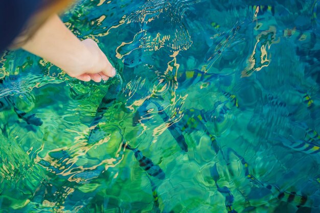 Hand feeds colorful tropical fish in the sea