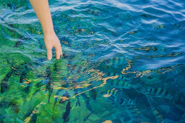 Hand feeds colorful tropical fish in the sea