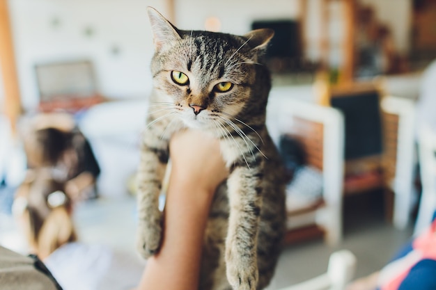 カメラを見ているベンガル子猫を保持している女性の手。