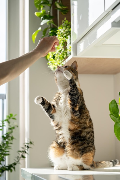 Hand of female owner playing with fluffy cute cat at home training cat pet lovers