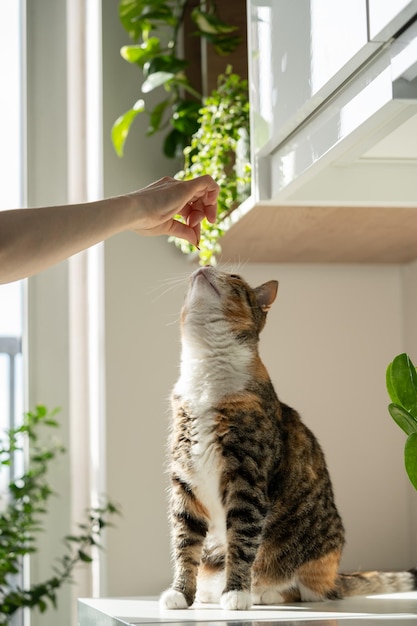 Hand of female owner playing with fluffy cute cat at home training cat pet lovers