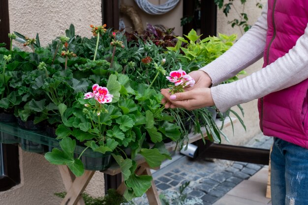 Hand flower shop street market seller offer pink greens green