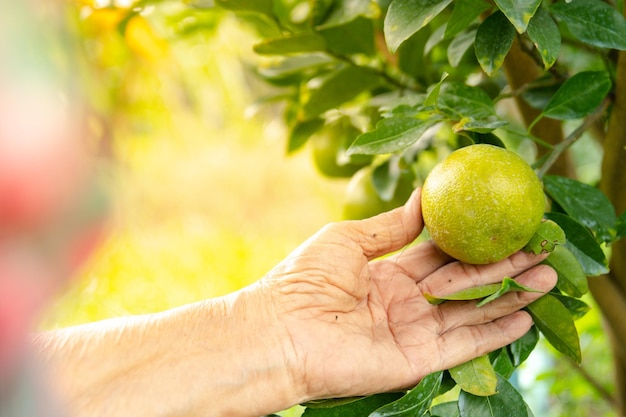 Foto mano del giardiniere che raccoglie arance biologiche fresche nell'agricoltura tropicale gli agricoltori raccolgono prodotti naturali che contengono vitamina c sana