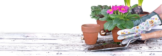 Рука садовника держит цветочный горшок над садовым столом с шоблом, полным грязи на белом фоне