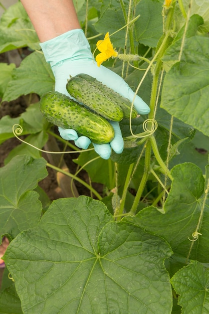 Hand of gardener in latex glove holding fresh ripe cucumbers with bushes and unripe fruits on the background. Summer harvesting of vegetables in the garden.
