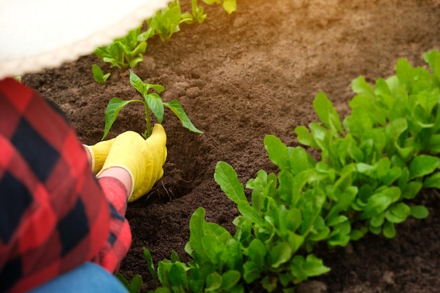 Mano di pianta vegetale giardiniere in terreno fertile guanti gialli camicia rossa agricoltore coltivazione biologica