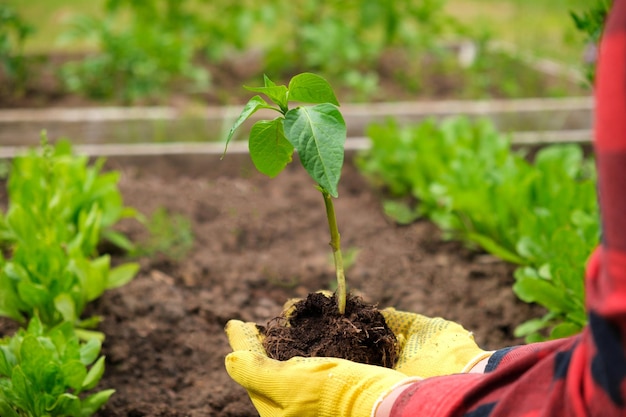 Hand of gardener vegetable plant in fertile soil yellow gloves red shirt farmer Organic Cultivation