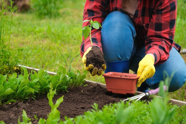 Рука садовника овощное растение в плодородной почве желтые перчатки красная рубашка фермер органическое выращивание