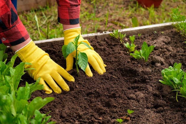 Hand of gardener vegetable plant in fertile soil yellow gloves red shirt farmer Organic Cultivation