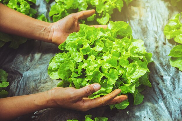 手庭師女性アジア人。野菜のレタスを育てる苗床の庭で。