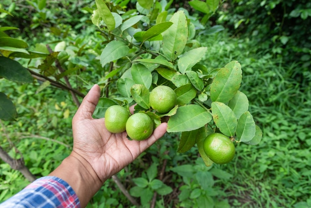 Hand Gardeners  Catch lime green on a tree