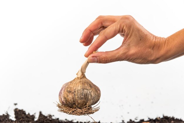 hand geklemd een knoflookkop geneeskrachtig voedsel voedselconcept gezondheid en welzijn