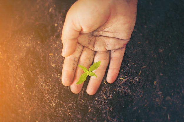 Hand gently holding rich soil for his marijuana plants