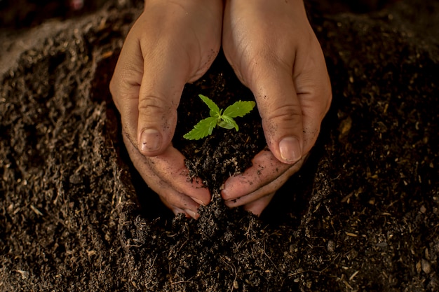 Hand gently holding rich soil for his marijuana plants