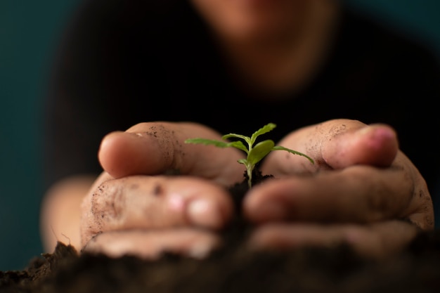 Hand gently holding rich soil for his marijuana plants