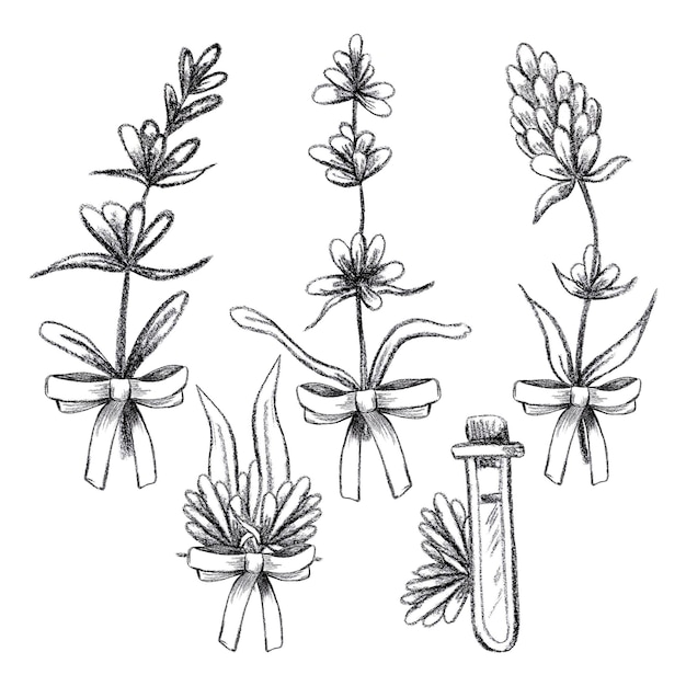 Foto hand getekend zwart potlood lavendel bloemen geïsoleerd op een witte achtergrond kan worden gebruikt voor postkaart label ornament