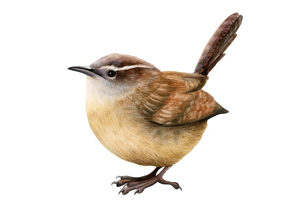 Hand getekende aquarel en potloden illustratie Euraziatische Wren, grappige vogeltje, bosdieren