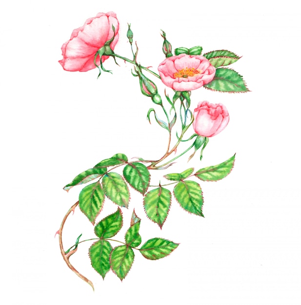 Hand getekende aquarel illustratie van mooie tedere hondsroos tak met roze bloemen geïsoleerd