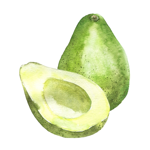 Hand getekende avocado