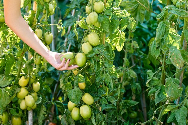 Hand of a girl harvesting tomatoes of the plant, no faces shown, agriculture concept