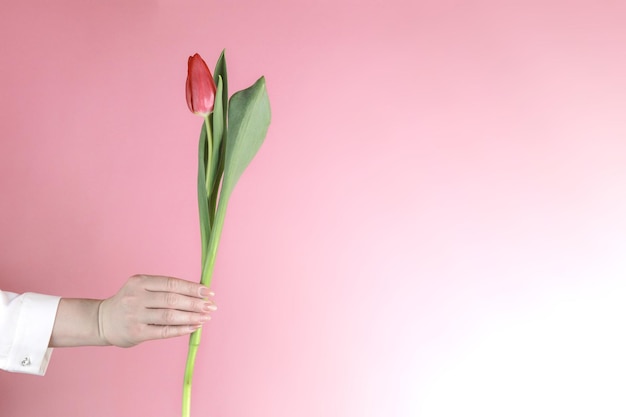 The hand of a girl in a white blouse holds a red tulip on a pink background