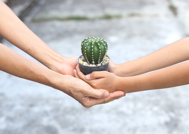 Hand give a pot of cactus plant to another