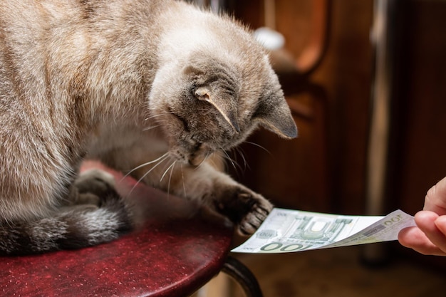 Hand gives euro bill to fluffy gray cat