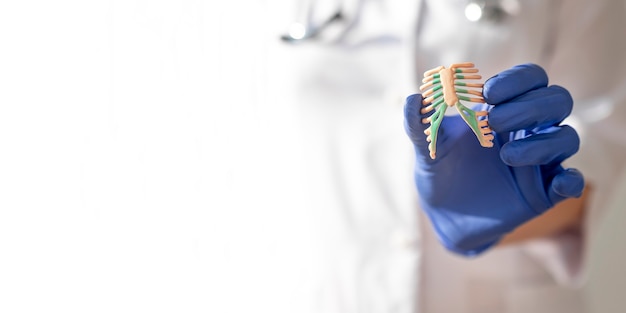 Hand in gloves holding rib bones of human model close up medical white banner with copy space