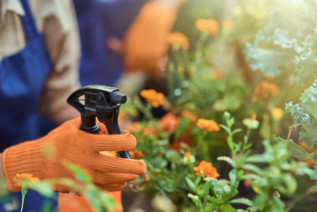 Hand in gloves spraying water on blooming flowers