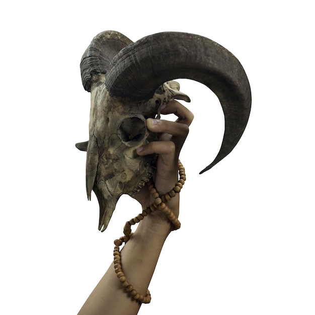 Photo hand and goat skull