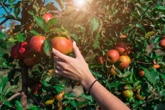 Hand grabbing an apple from a tree with sunlight