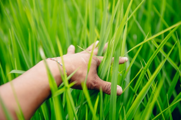 Hand in the green rice field