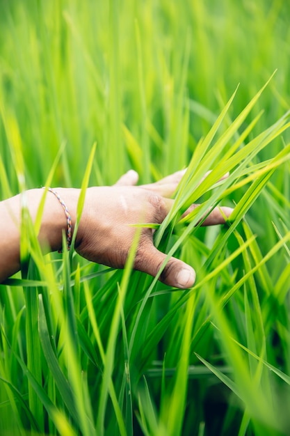 Hand in the green rice field