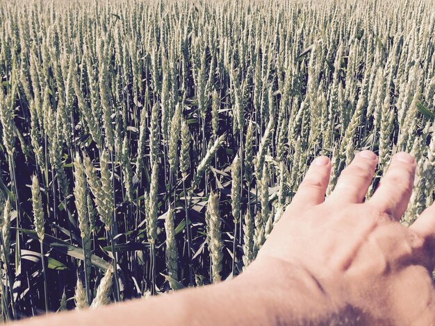 Photo hand above green wheat