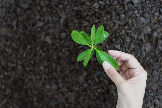 写真 若い緑の植物を育てる手。エコロジーコンセプト