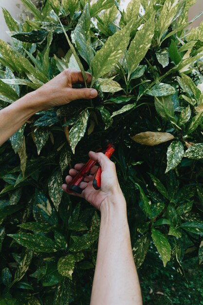 Hand growing seeds of vegetable on sowing soil at garden metaphor gardening, agriculture concept.