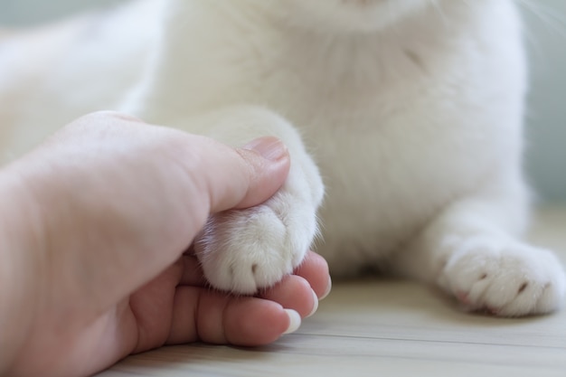 고양이, 흰 고양이 발과 인간의 손을 장려하기 위해 손을 잡고.