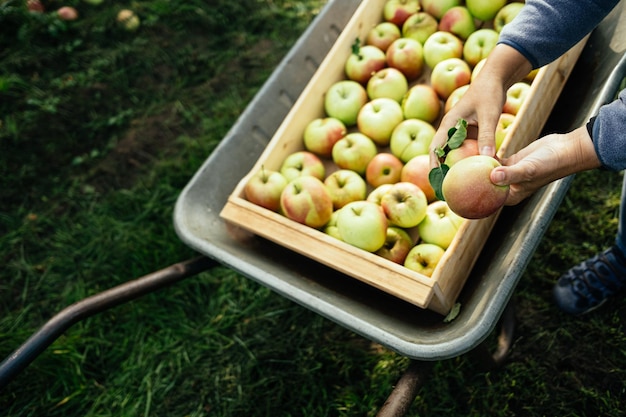 Photo hand harvesting apples from tree